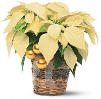 White Poinsettia Plant