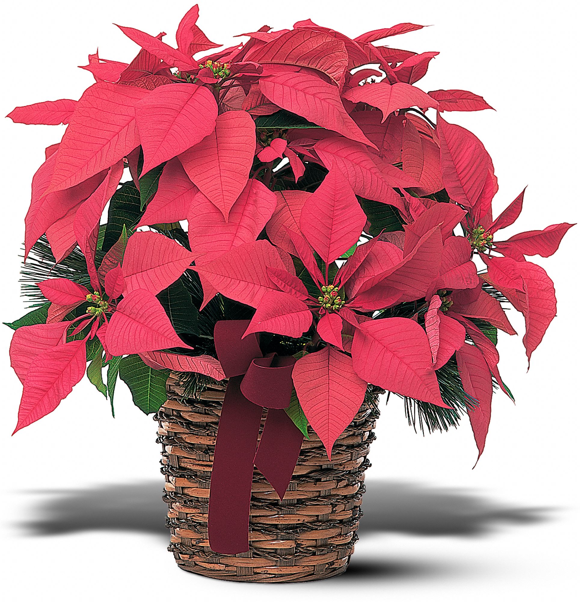 Poinsettia Basket in New Port Richey&nbsp;FL, Cottage Florist Of Trinity