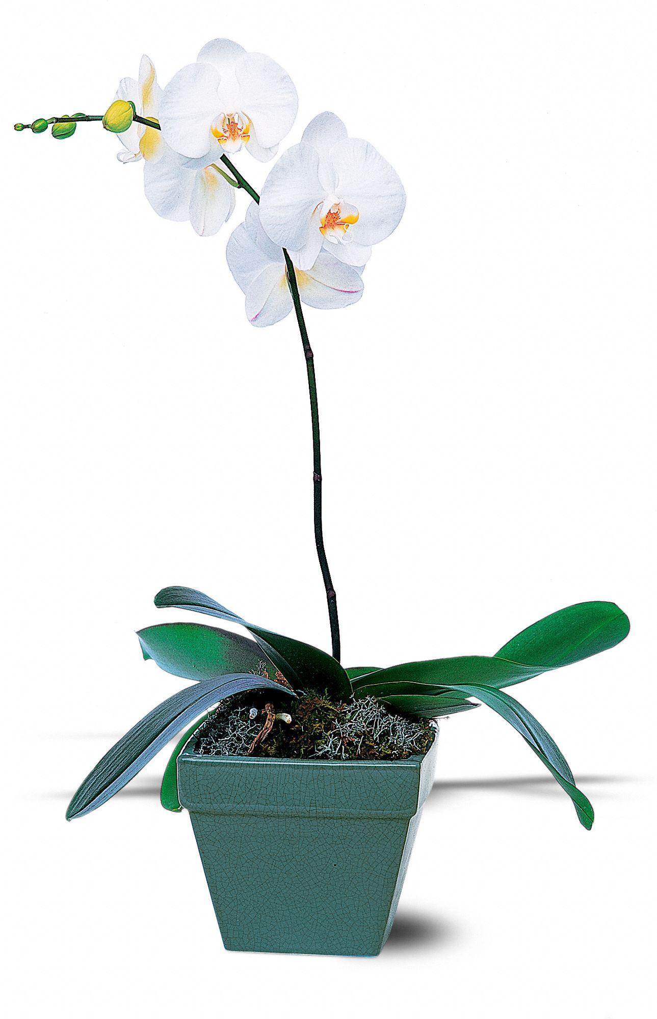 Phalaenopsis Orchid Plant graphic