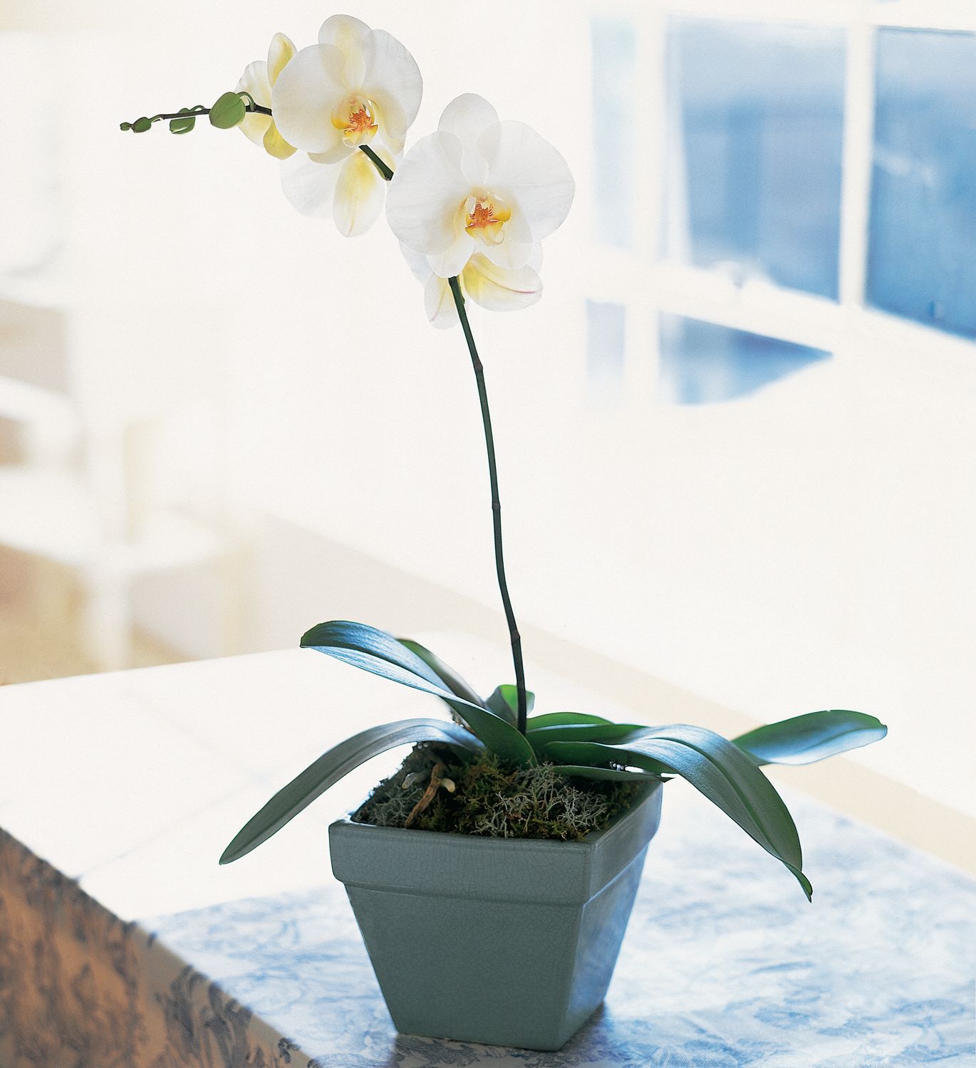 Phalaenopsis Orchid  Plants