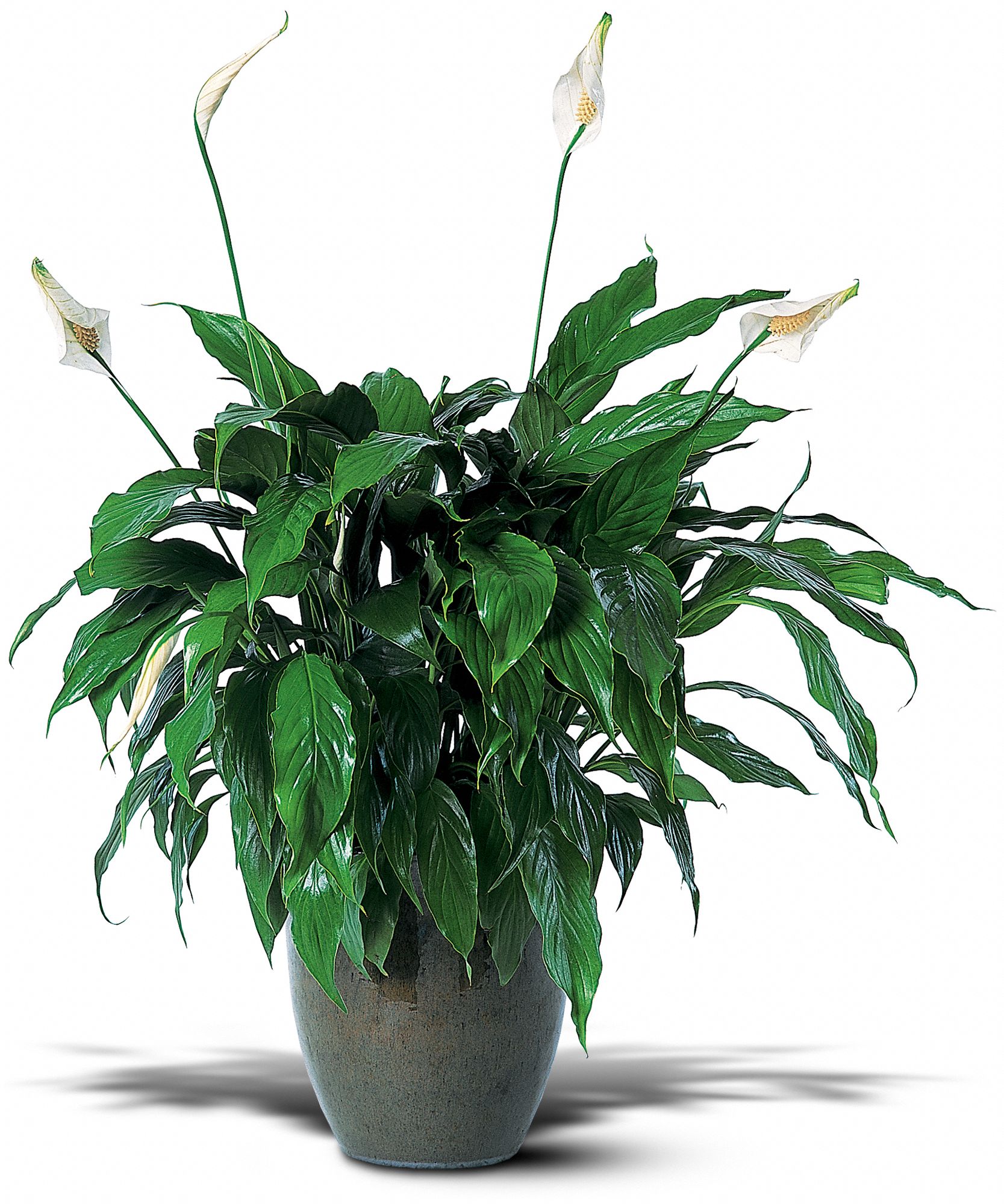 Trias Flowers, Antiques & Gifts, Miami, Florida - Spathiphyllum Plant, picture