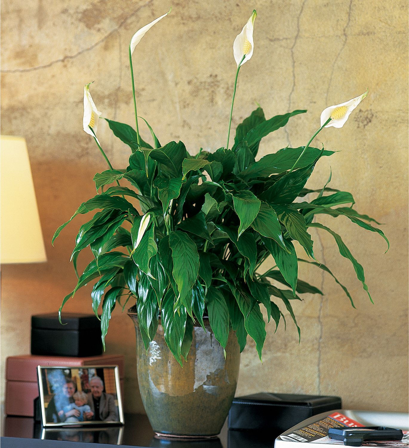 Spathiphyllum Plant