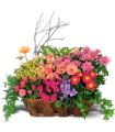 Deluxe European Garden Basket in Parma OH Ed Pawlak & Son Florists