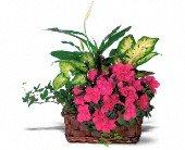 Grigg's Flowers, Carlsbad, New Mexico - Azalea Attraction Garden Basket, picture