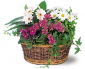 Grigg's Flowers, Carlsbad, New Mexico - Traditional European Garden Basket, picture