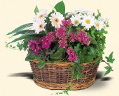 Martin Flowers, Birmingham, Alabama - Traditional European Garden Basket, picture