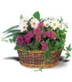 Traditional European Garden Basket in Parma OH Ed Pawlak & Son Florists