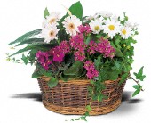 Grigg's Flowers, Carlsbad, New Mexico - Traditional European Garden Basket, picture