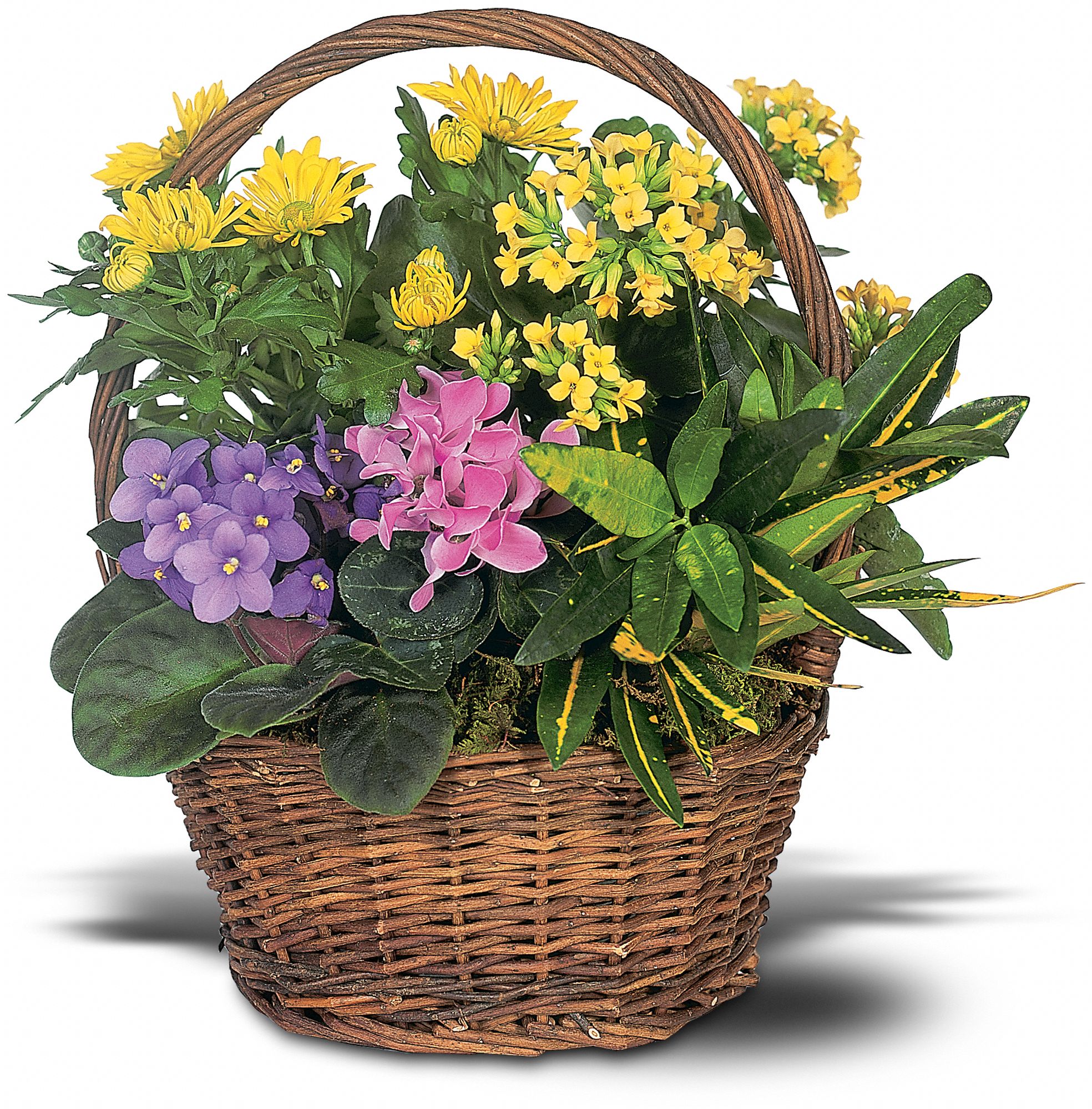 Petite European Basket