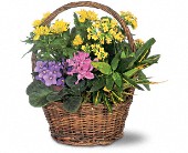 Grigg's Flowers, Carlsbad, New Mexico - Petite European Basket, picture