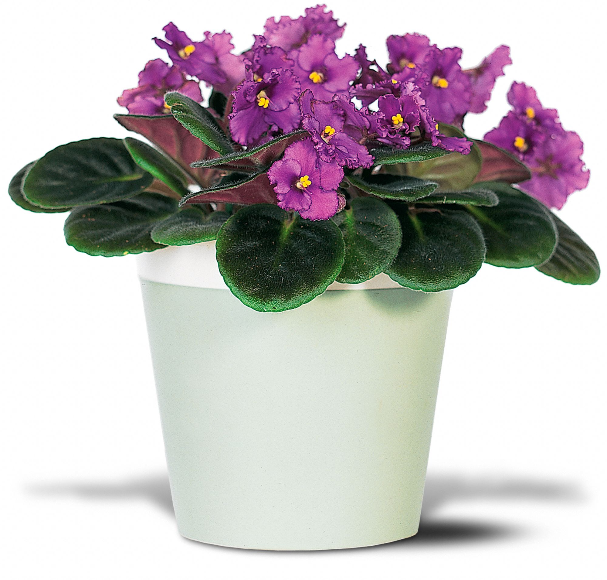 Purple African Violet in New Port Richey&nbsp;FL, Cottage Florist Of Trinity