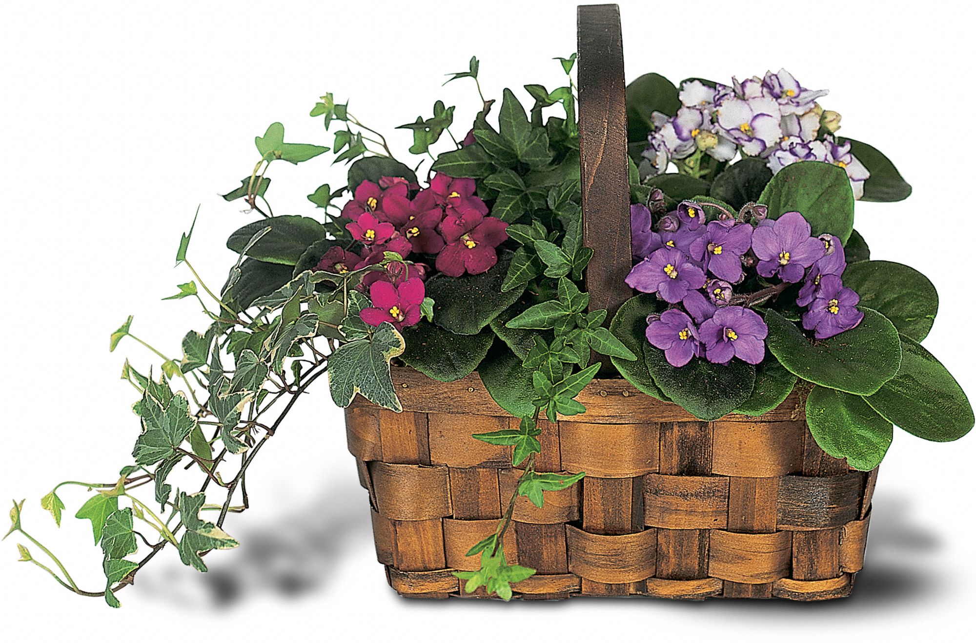 Mixed African Violet Basket, picture