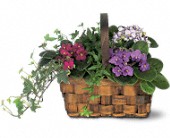Grigg's Flowers, Carlsbad, New Mexico - Mixed African Violet Basket, picture