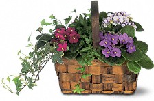 Blooming Plants - Mixed African Violet Basket
