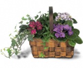 Grigg's Flowers, Carlsbad, New Mexico - Mixed African Violet Basket, picture
