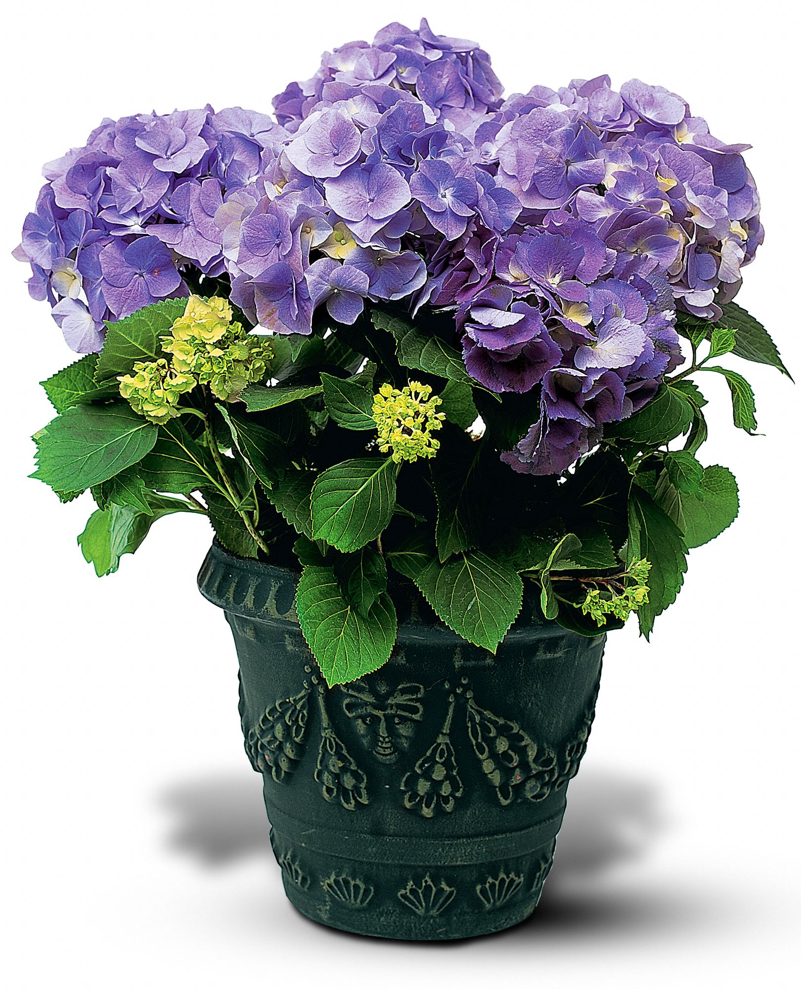 Blue Hydrangea