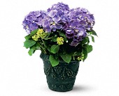 Grigg's Flowers, Carlsbad, New Mexico - Blue Hydrangea, picture