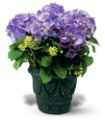 Blue Hydrangea in Parma OH Ed Pawlak & Son Florists
