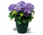 Grigg's Flowers, Carlsbad, New Mexico - Blue Hydrangea, picture