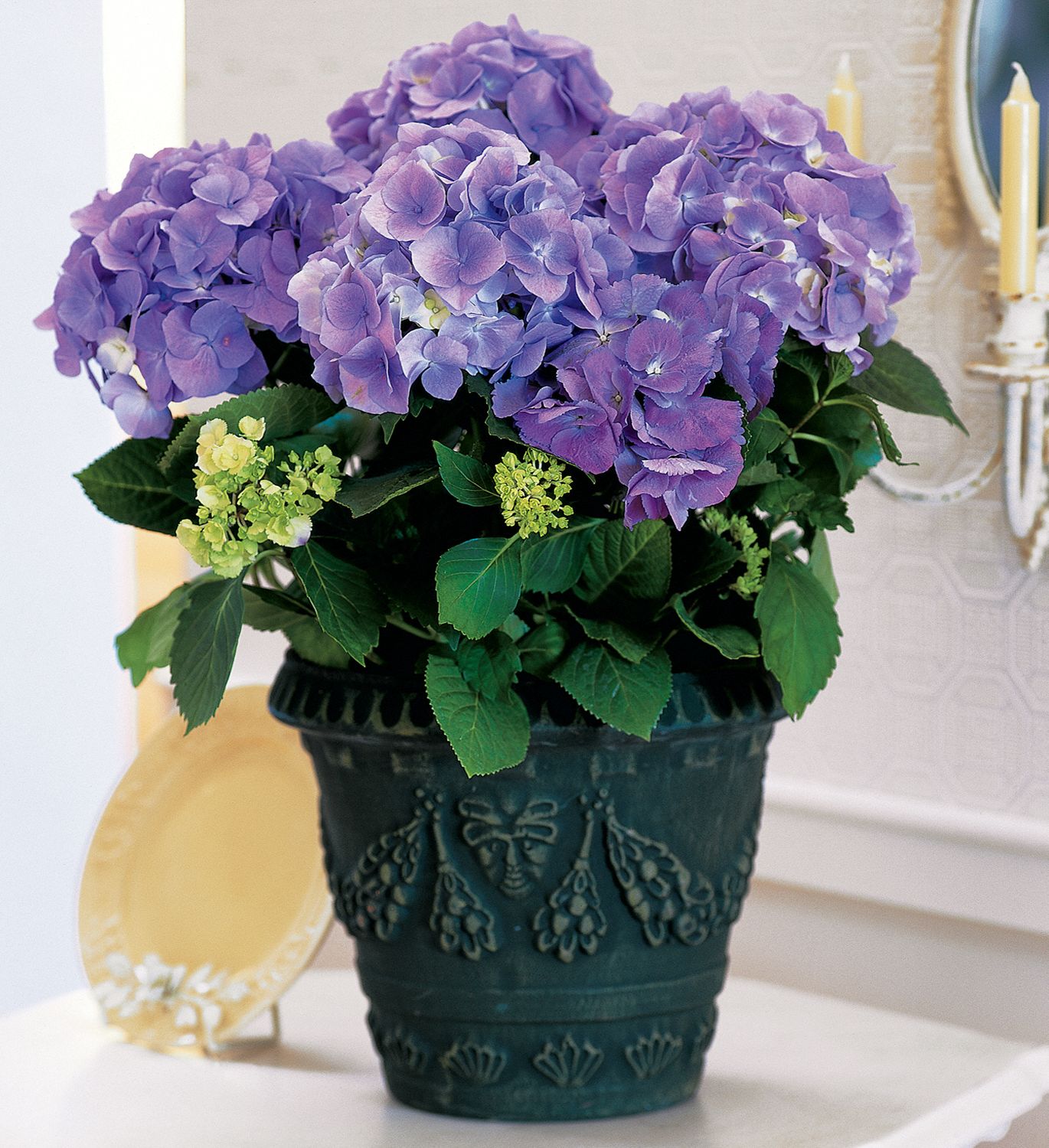 Blue Hydrangea