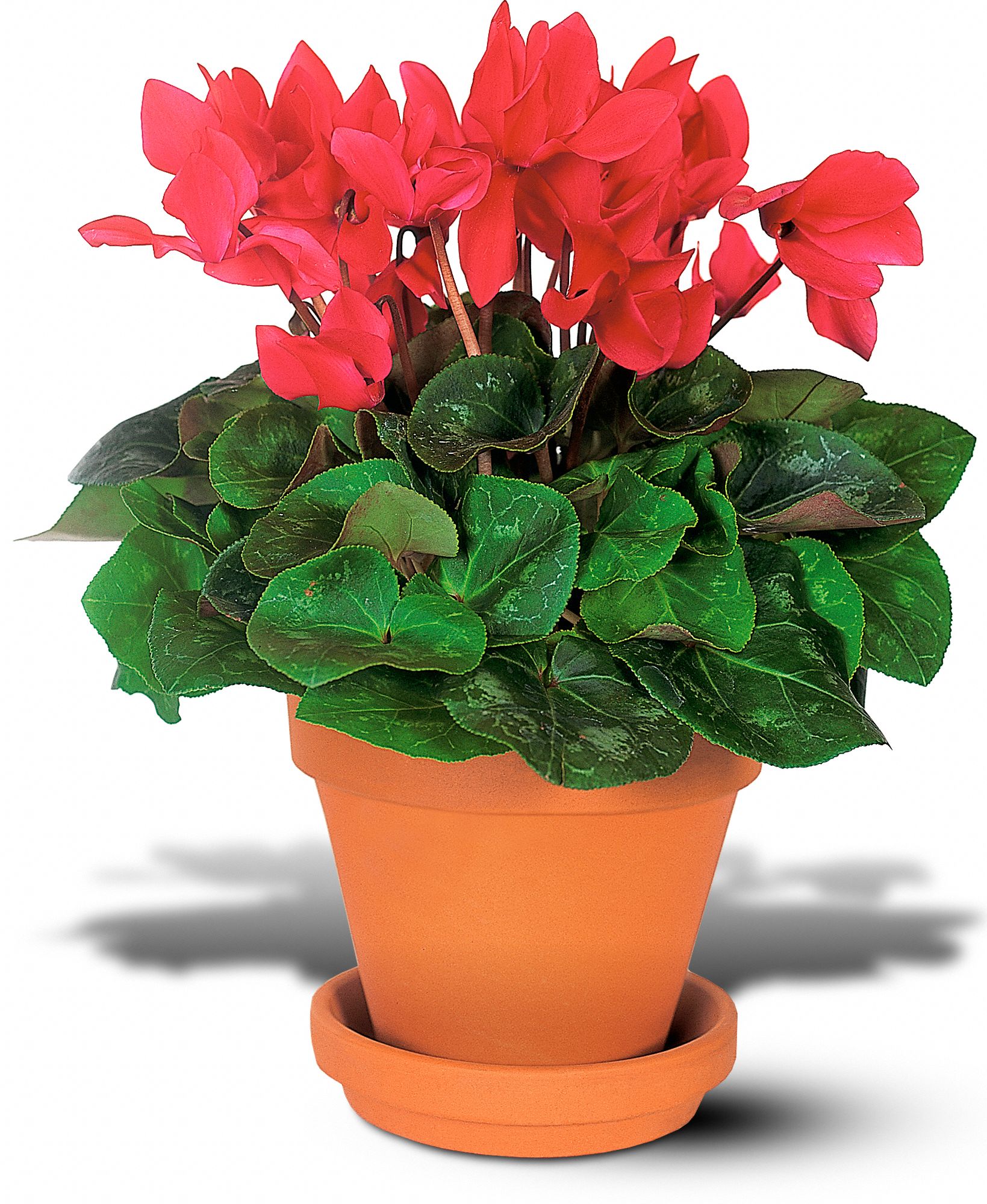 Sensational Cyclamen in New Port Richey&nbsp;FL, Cottage Florist Of Trinity