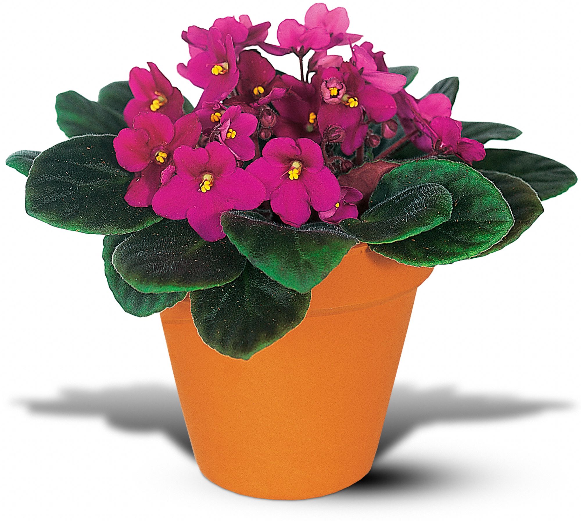 Vivacious Violets in New Port Richey&nbsp;FL, Cottage Florist Of Trinity