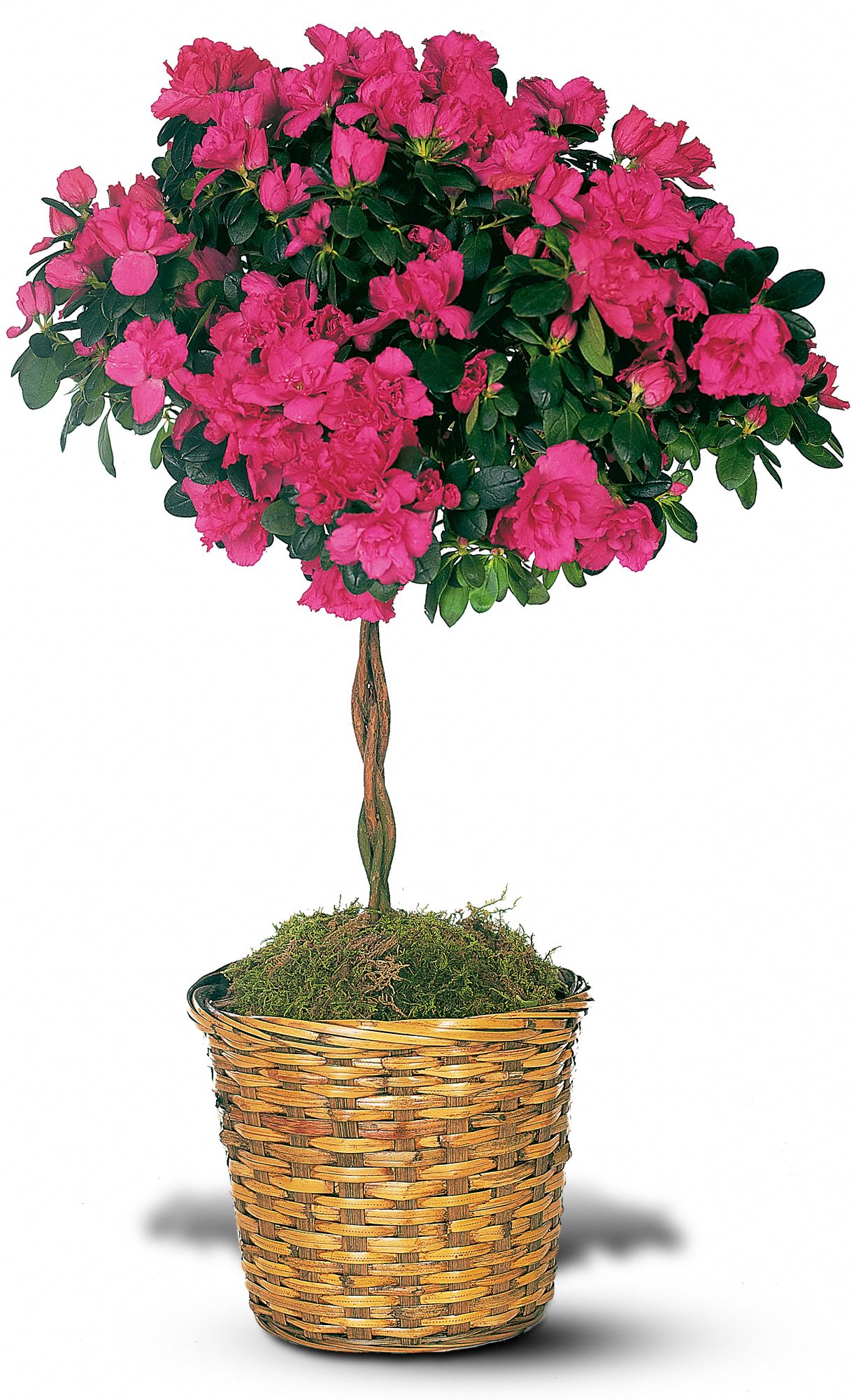 Azalea Topiary in New Port Richey&nbsp;FL, Cottage Florist Of Trinity