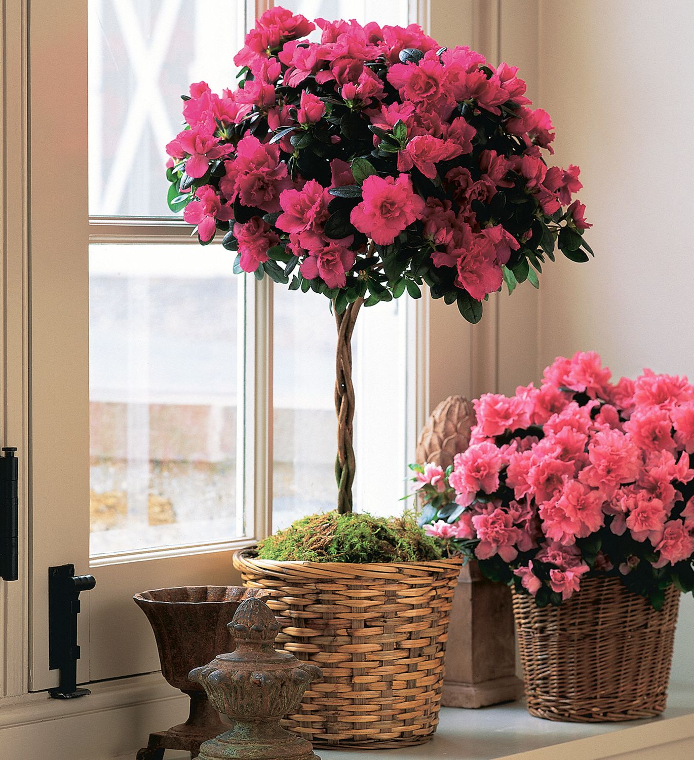 Azalea Topiary