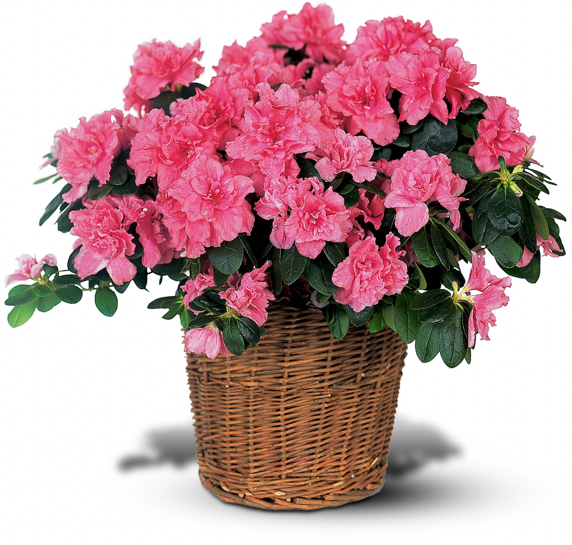 Pink Azalea, picture