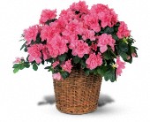 Grigg's Flowers, Carlsbad, New Mexico - Pink Azalea, picture