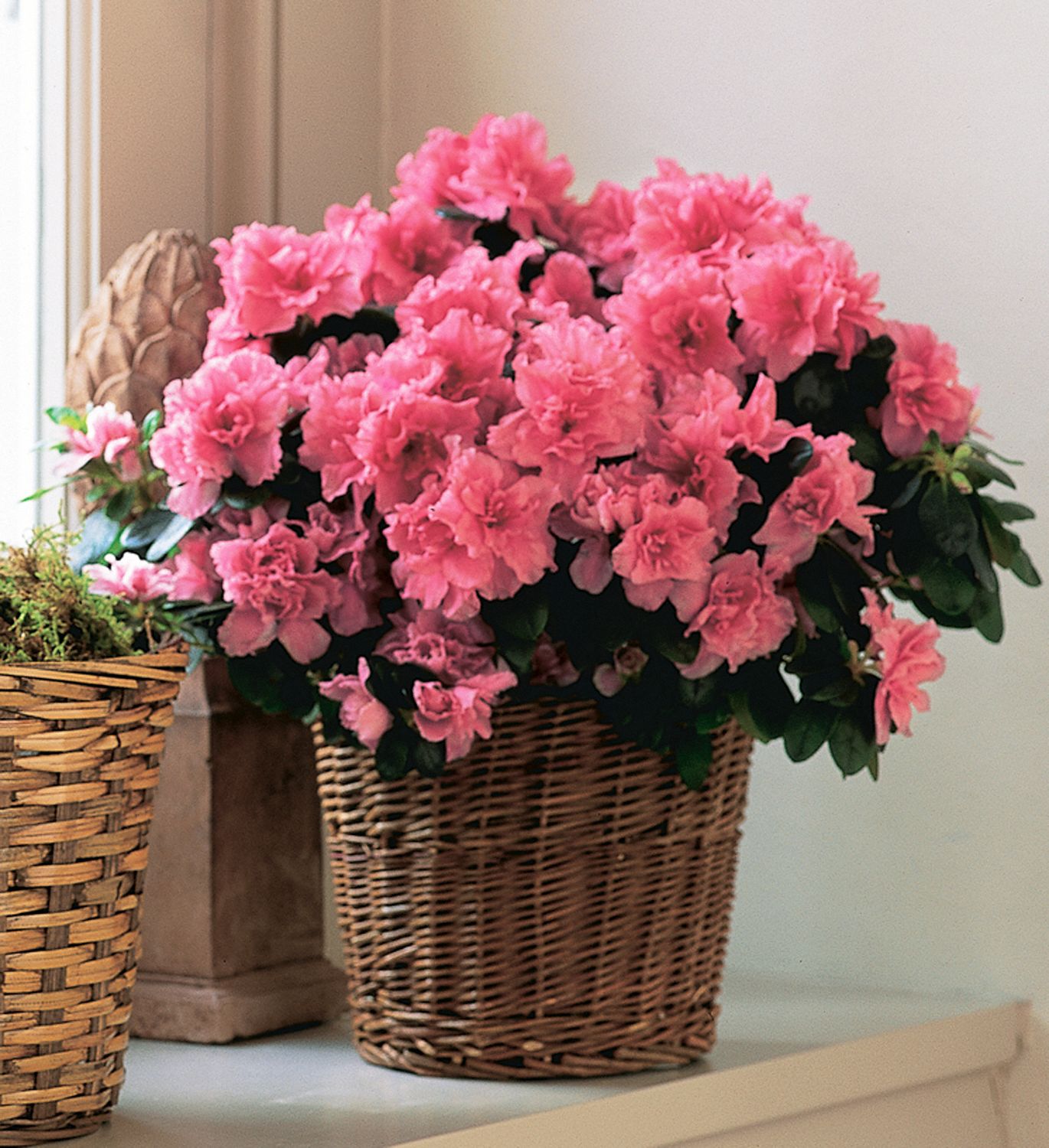 This gorgeous bouquet of pink Azaleas can be delivered anywhere in Pflugerville, Texas