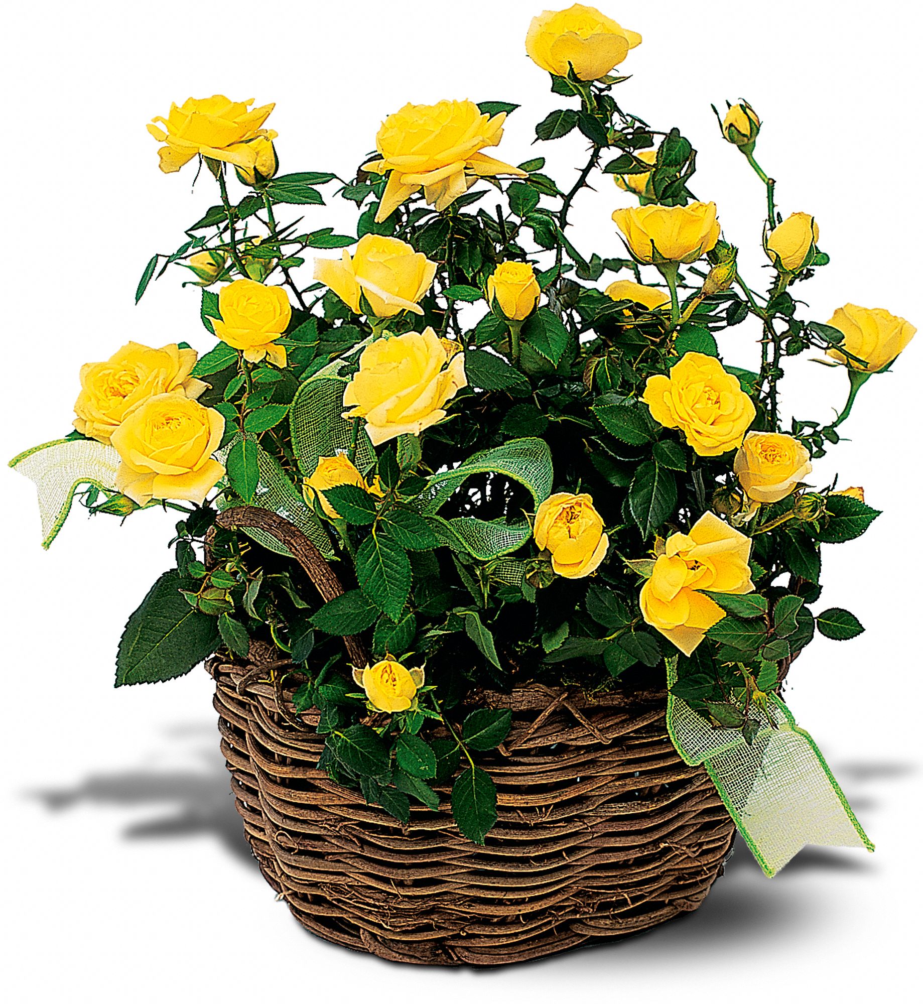 Yellow Miniature Roses in New Port Richey&nbsp;FL, Cottage Florist Of Trinity