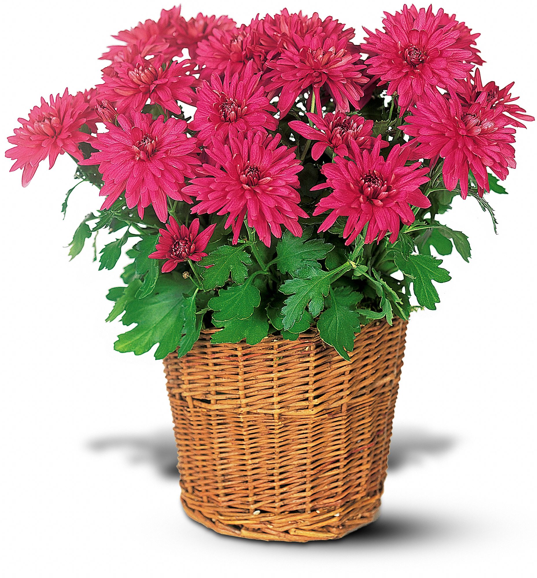 Purple Chrysanthemum