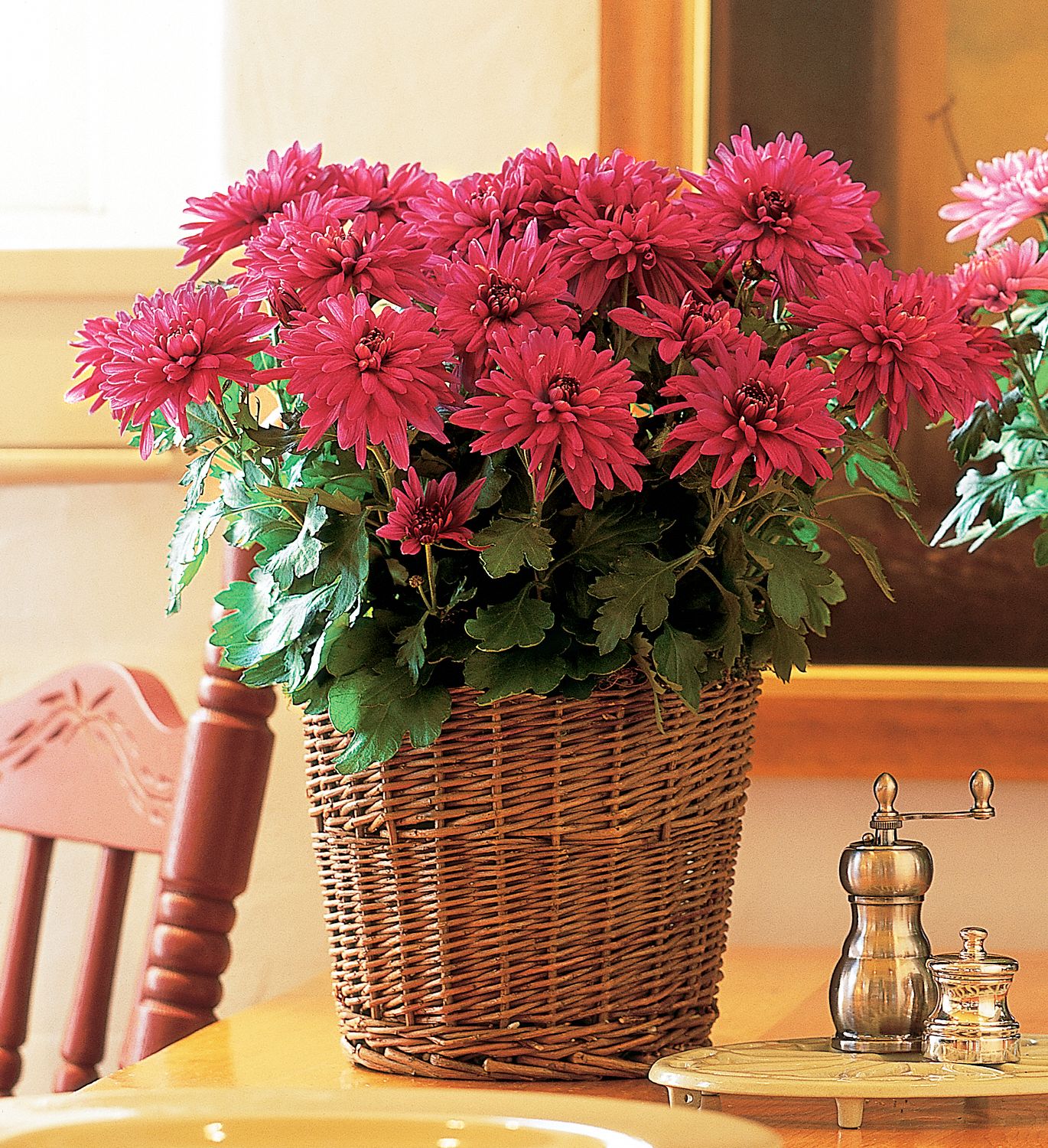 Purple Chrysanthemum Plants
