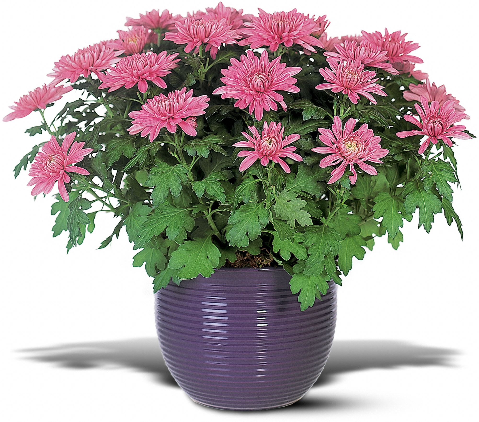 Lavender Chrysanthemum in New Port Richey&nbsp;FL, Cottage Florist Of Trinity
