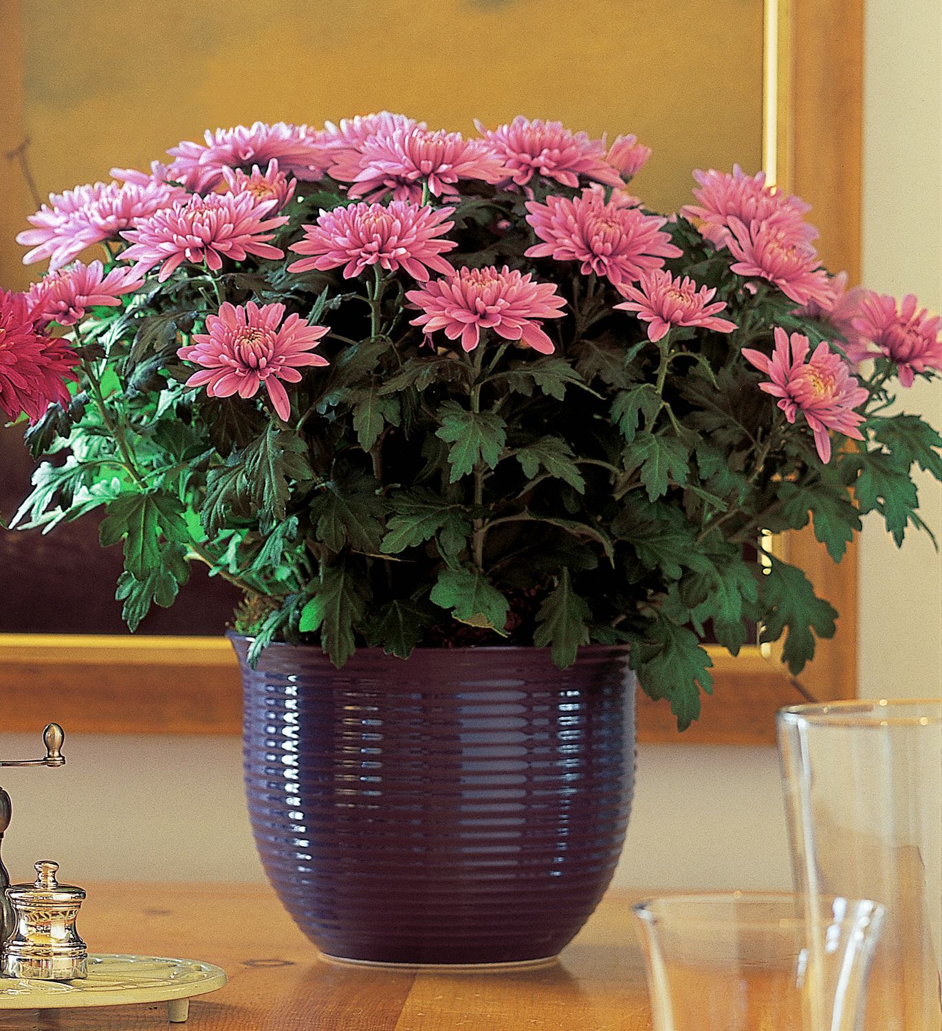 Lavender Chrysanthemum