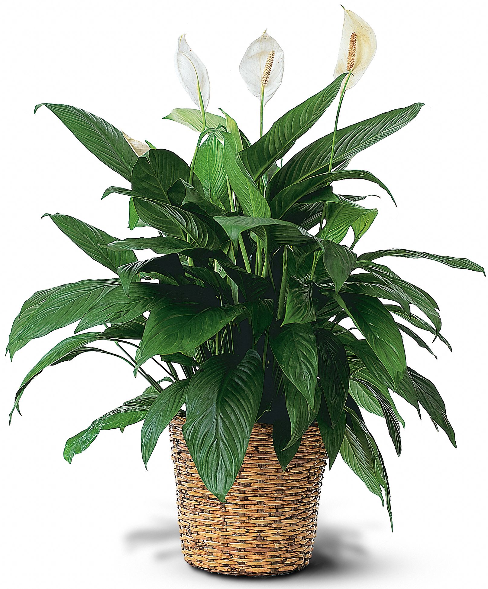 Trias Flowers, Antiques & Gifts, Miami, Florida - Large Spathiphyllum Plant, picture