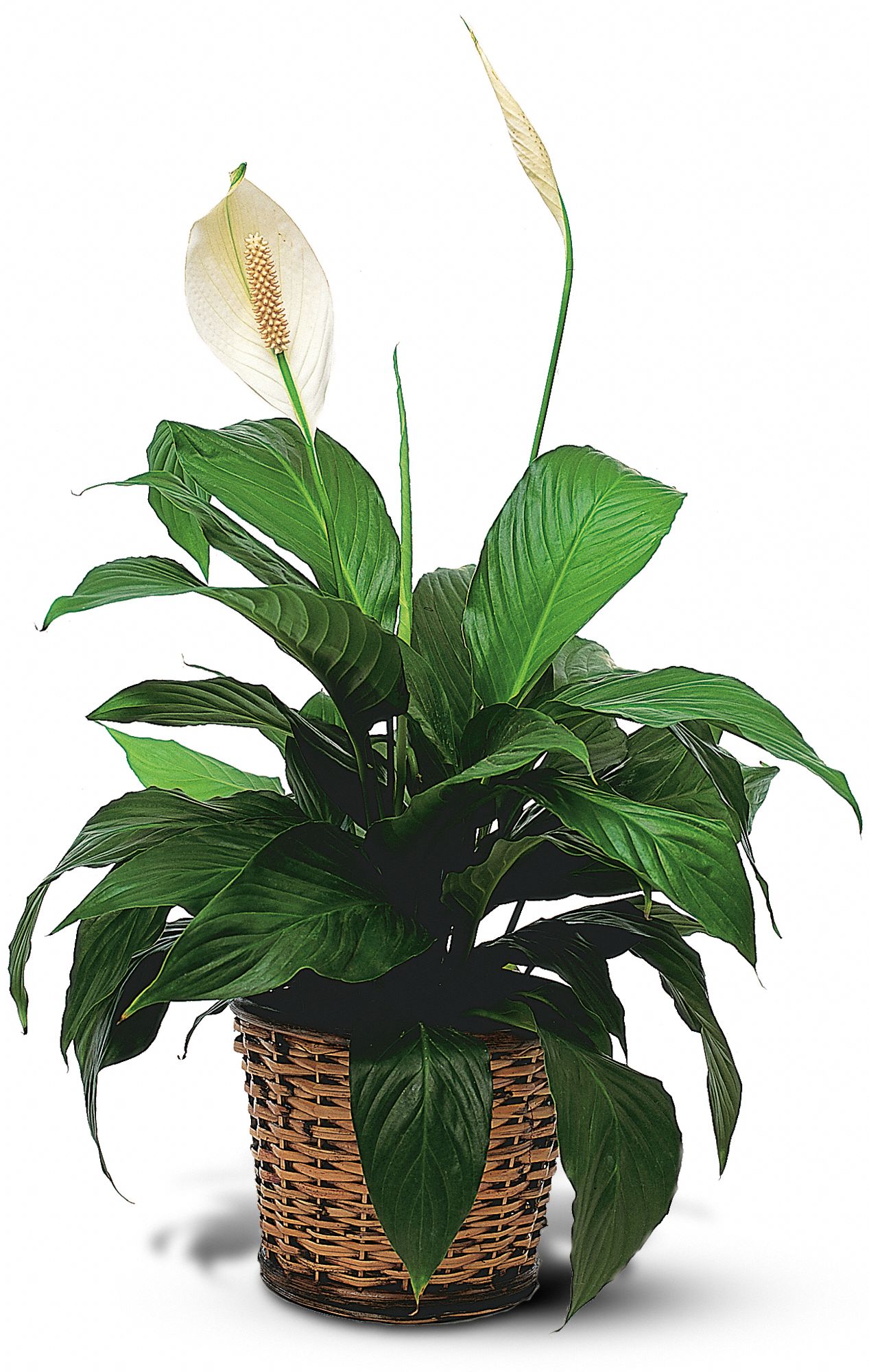 Small Spathiphyllum Plant, picture
