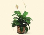 Martin Flowers, Birmingham, Alabama - Small Spathiphyllum Plant, picture