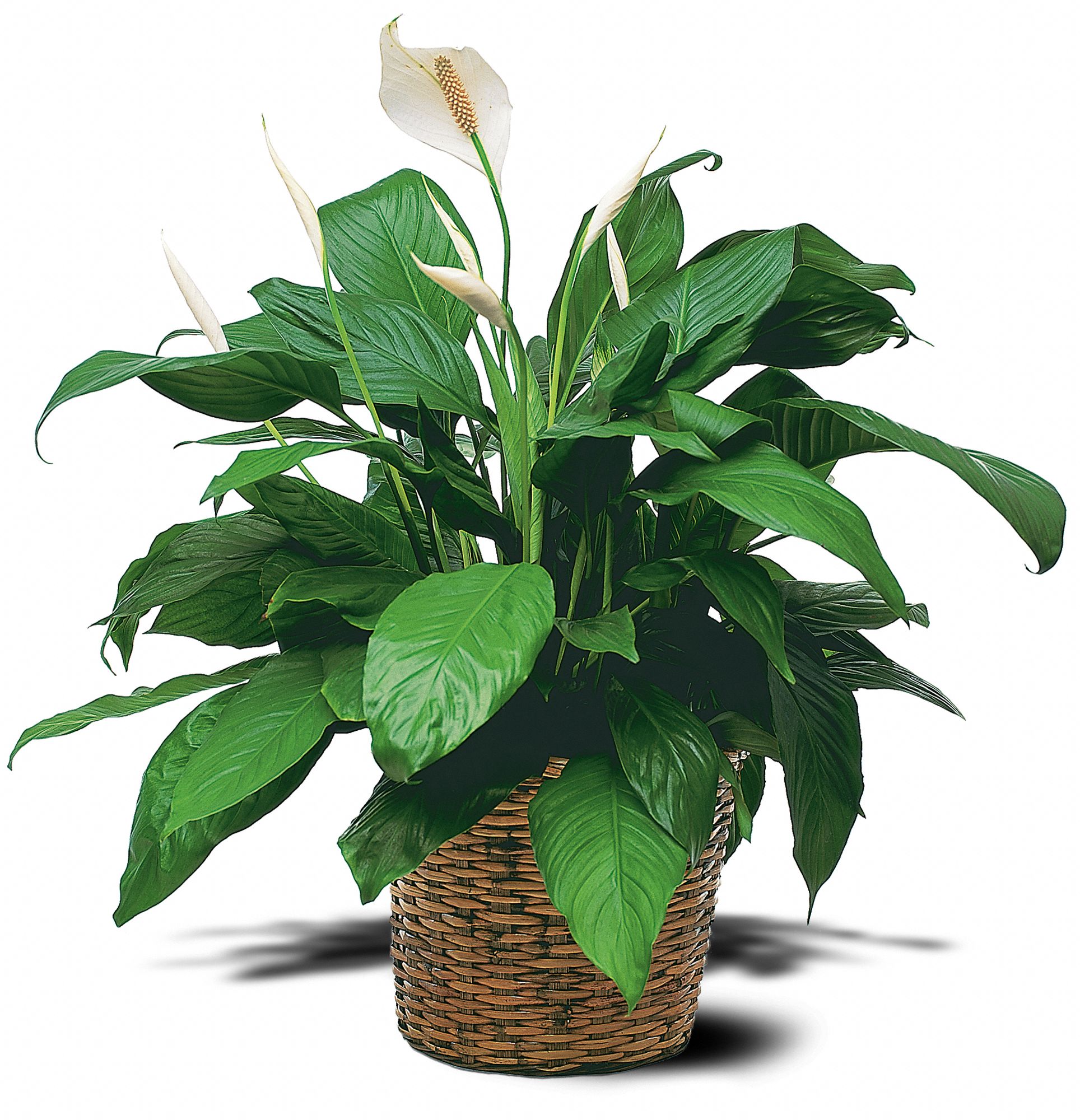 Trias Flowers, Antiques & Gifts, Miami, Florida - Medium Spathiphyllum Plant, picture