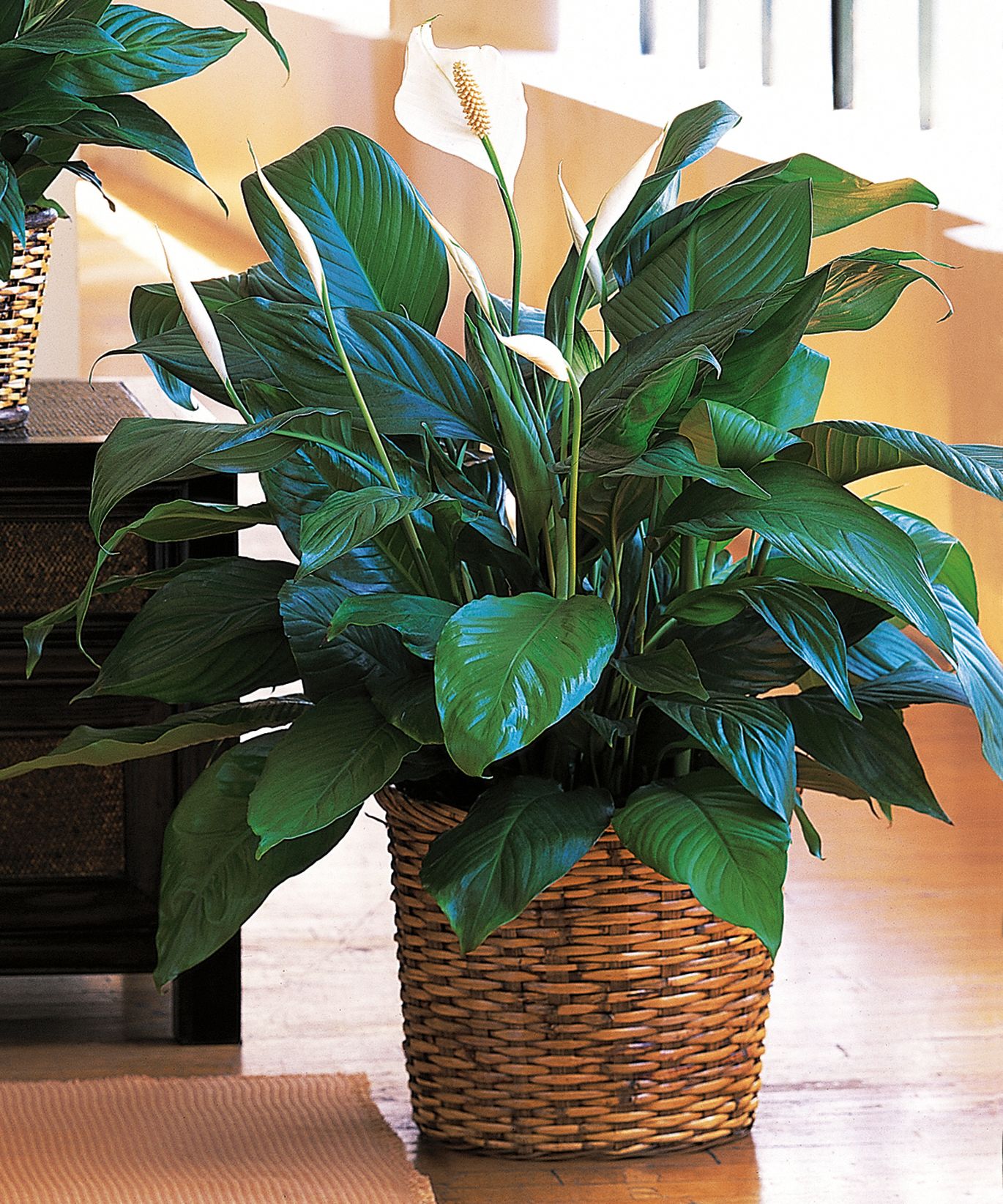 Medium Spathiphyllum  Plants
