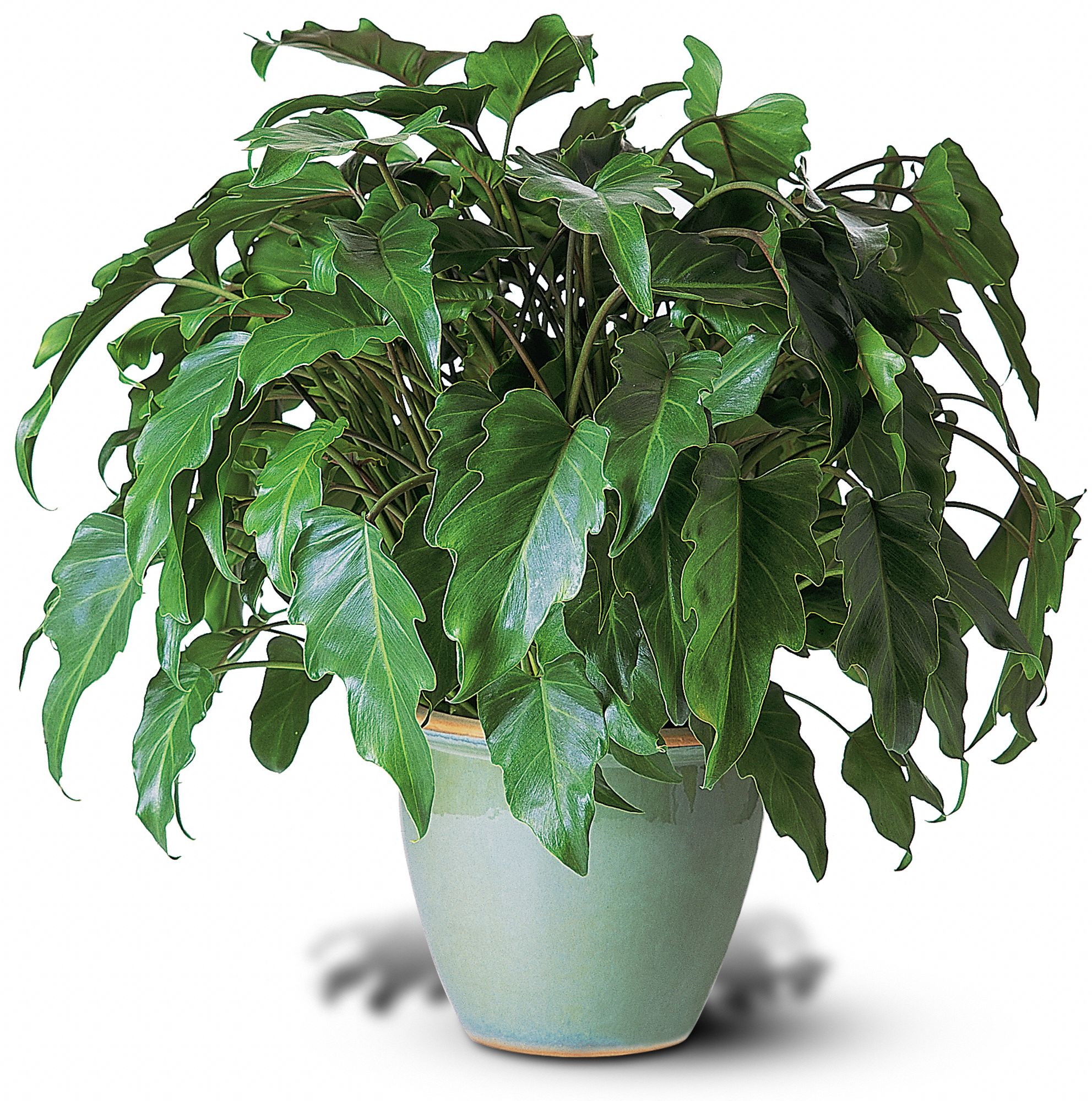 Xanadu Philodendron