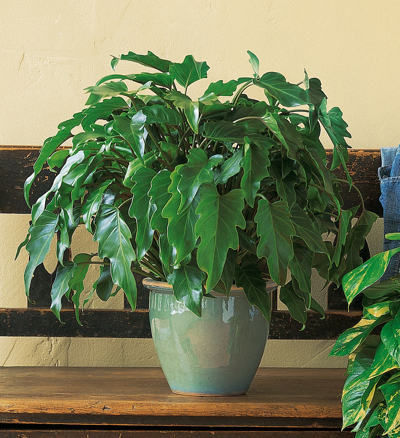 Xanadu Philodendron
