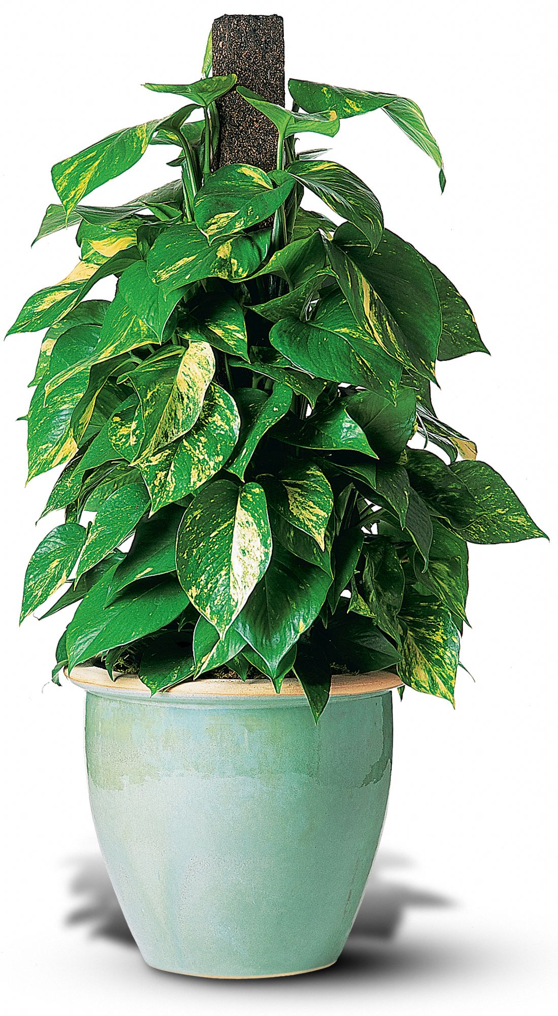 Proud Pothos in New Port Richey&nbsp;FL, Cottage Florist Of Trinity