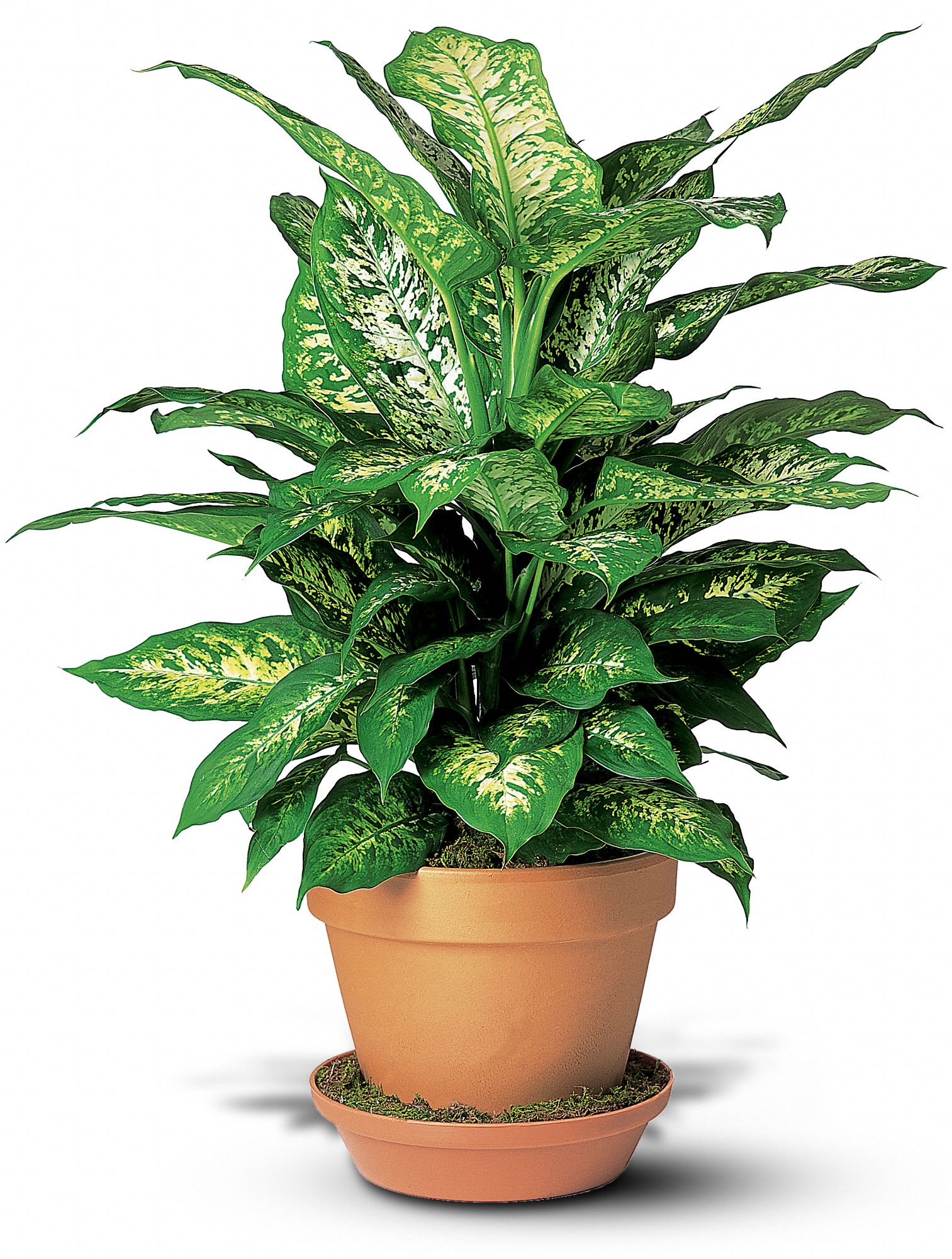 Trias Flowers, Antiques & Gifts, Miami, Florida - Dieffenbachia, picture