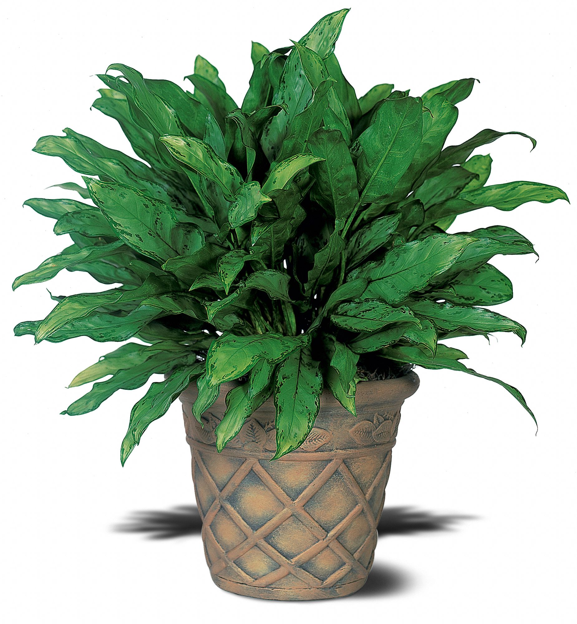 Trias Flowers, Antiques & Gifts, Miami, Florida - Aglaonema, picture