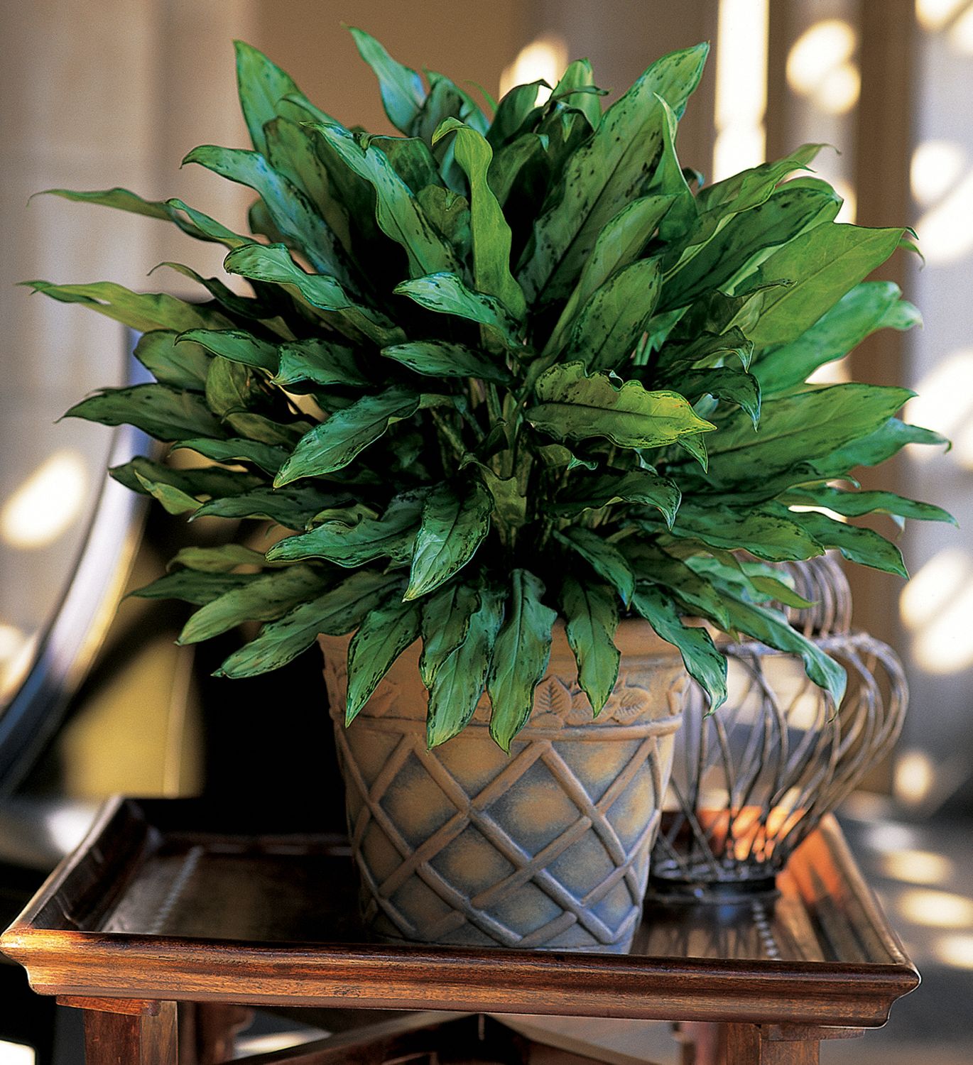 Aglaonema Plants