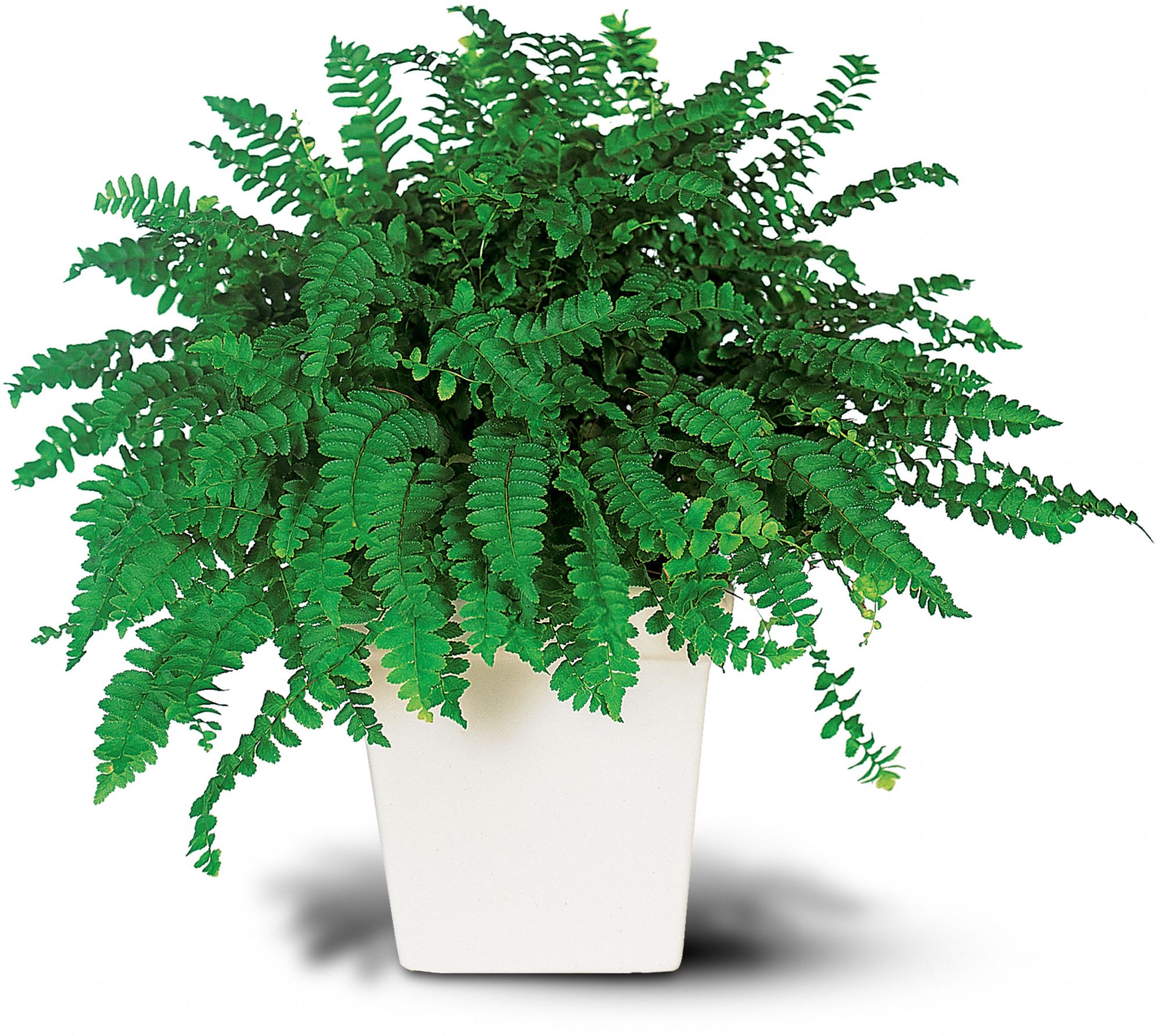 Decorative Fern in Indianapolis&nbsp;IN, Gillespie Florists
