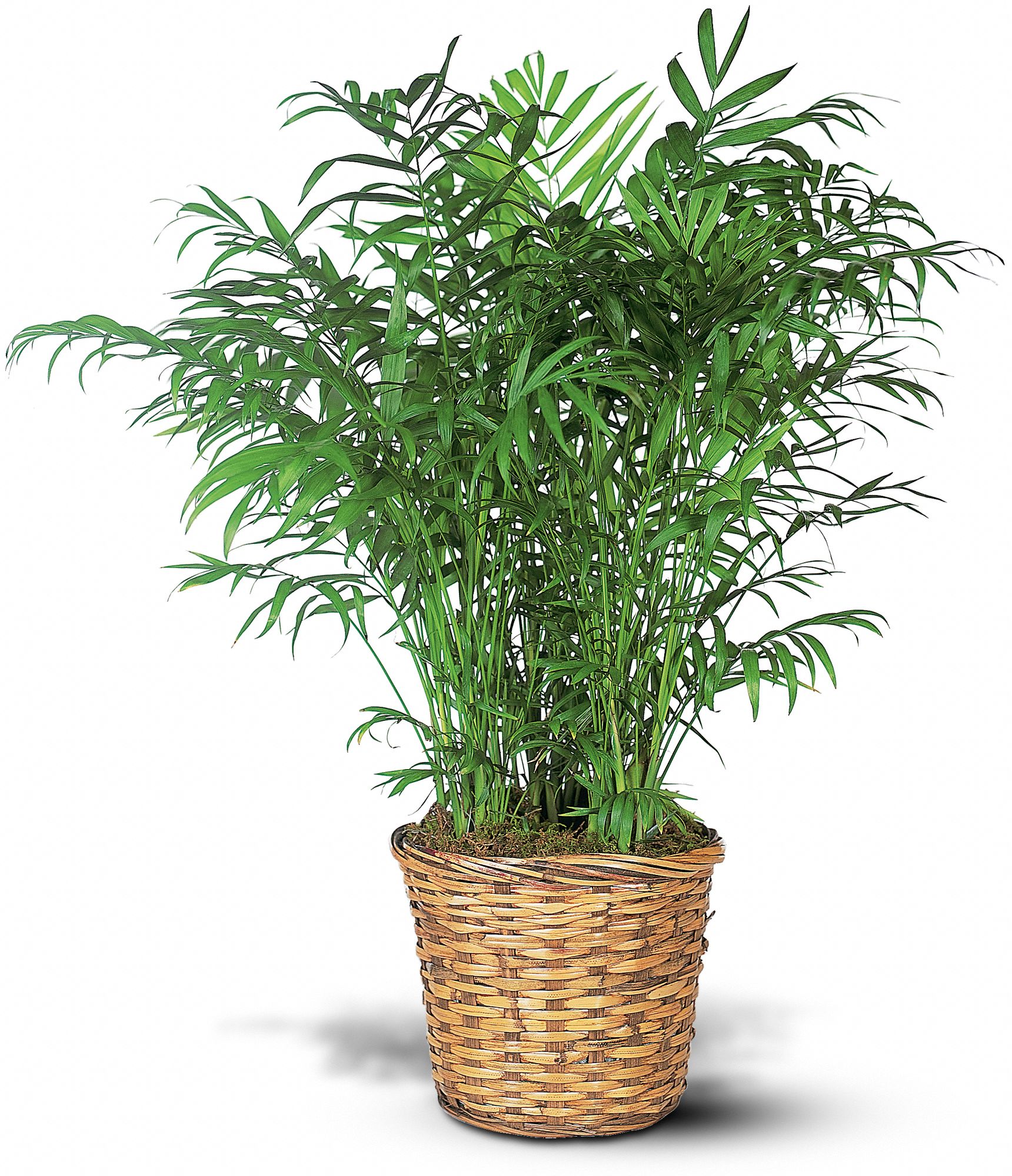 Parlor Palm graphic