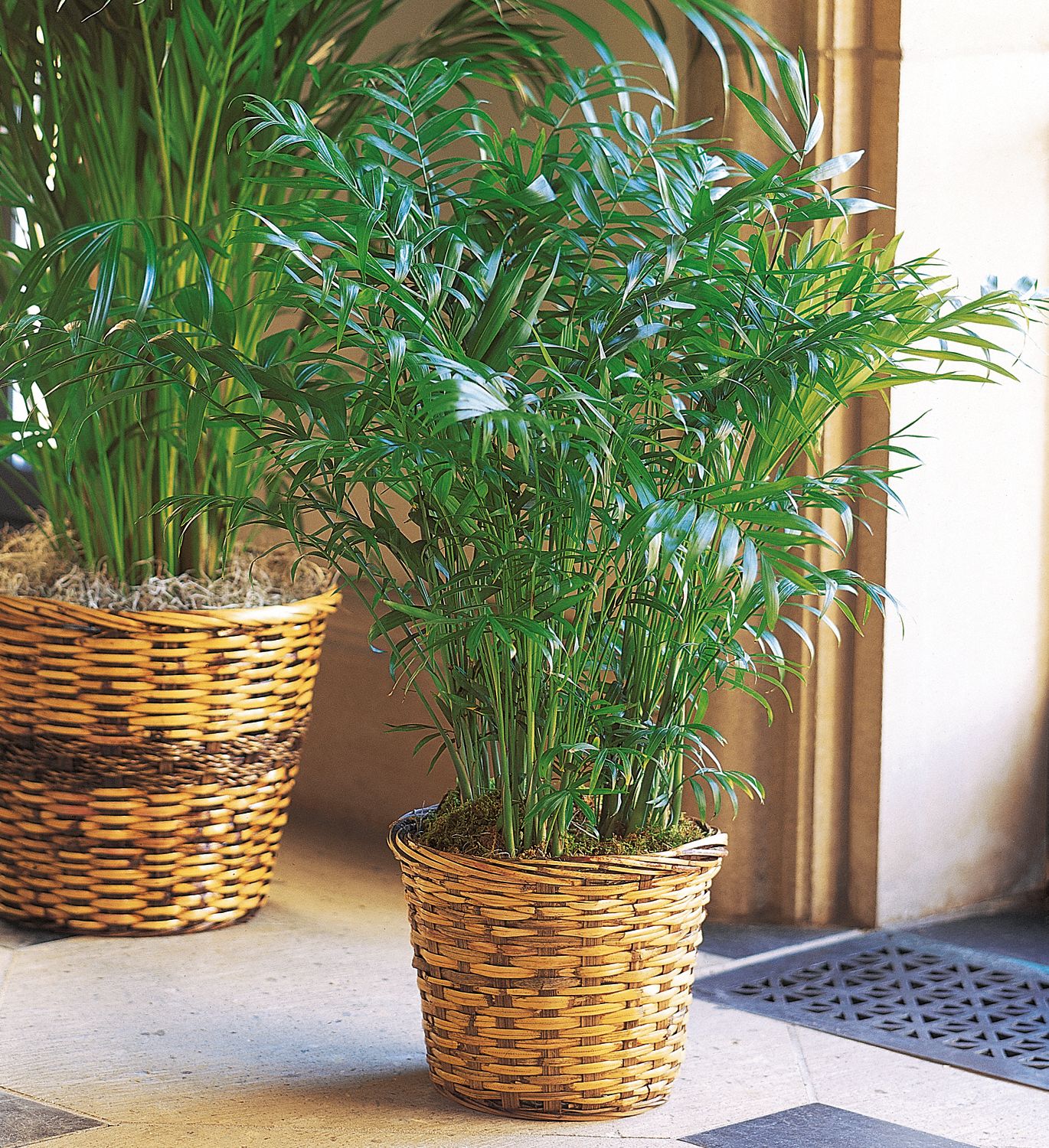 Parlor Palm Plants